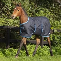 Amigo Foal / Mini Turnout Blanket, Navy/Electric Blue, 30" - 60"