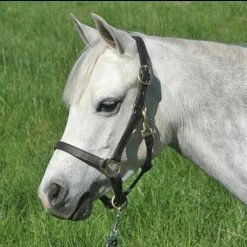 Camelot Pony Turnout Halter In 4 Sizes