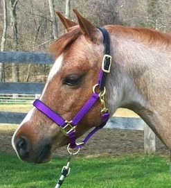 Padded Nylon Breakaway Halter Pony & Cob Sizes